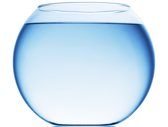 Fish Bowl Isolated